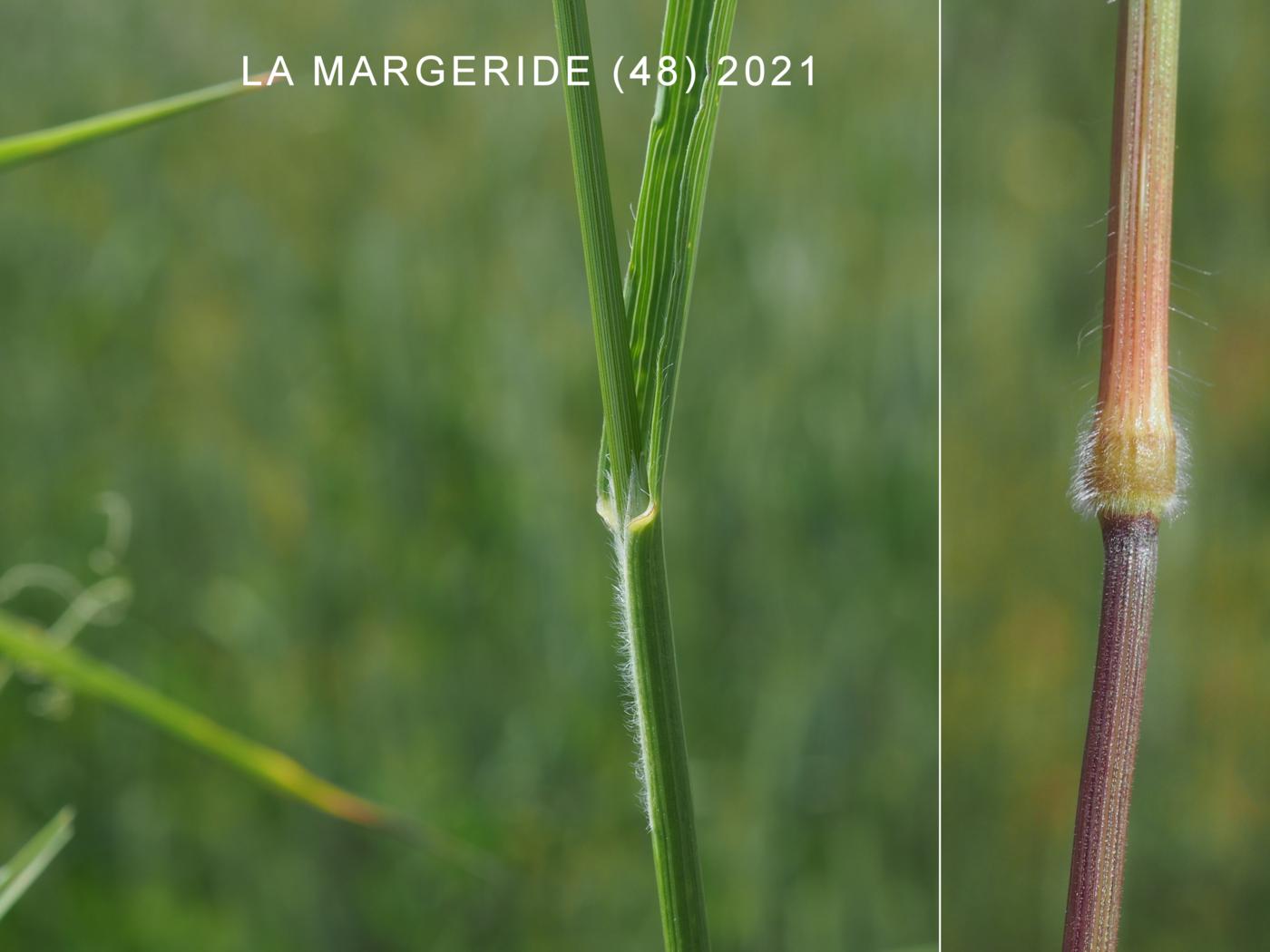 Oat Grass, Bulbous leaf